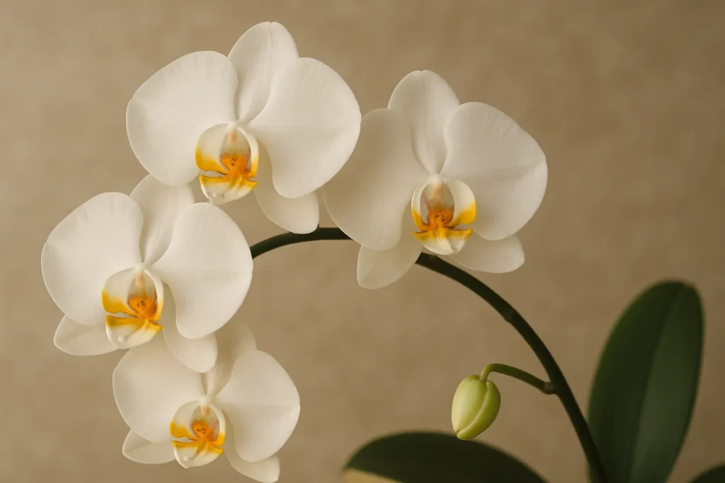 4つの芽から花が咲いている白い胡蝶蘭の写真